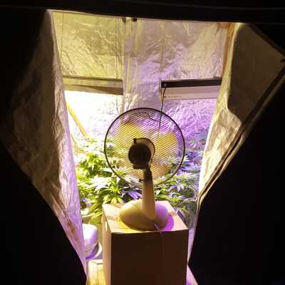 Kiraladıkları daireyi uyuşturucu serasına çevirmişler