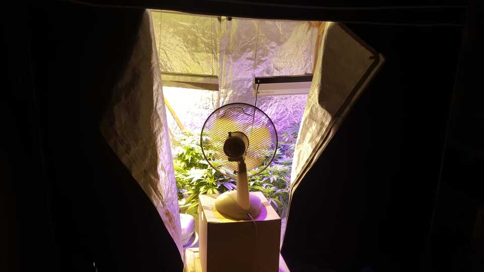 Kiraladıkları daireyi uyuşturucu serasına çevirmişler