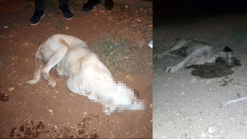 Mardin'de vahşet! Sokak ortasında can çekiştiler