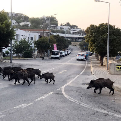 Turizm cennetinde domuzlar ilçeye indi!