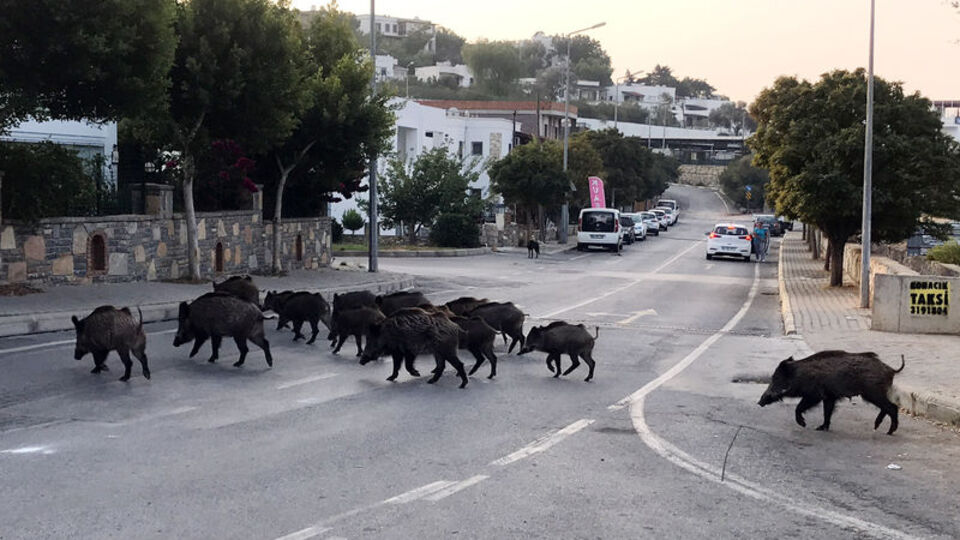 Turizm cennetinde domuzlar ilçeye indi!