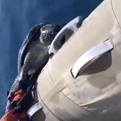 Marmaris'te insanlık dışı olay!