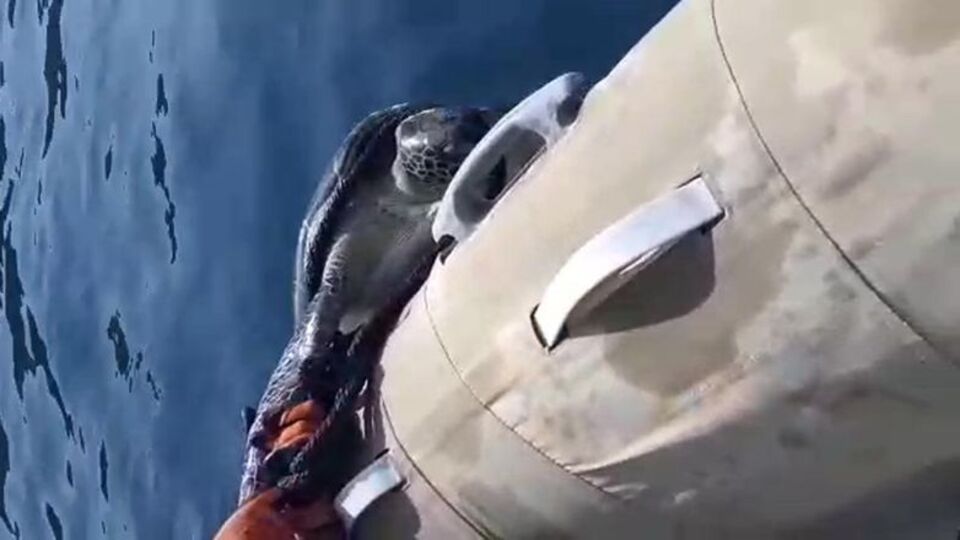 Marmaris'te insanlık dışı olay!