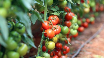 Ve beklenen müjdeli haber geldi!