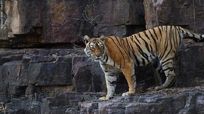 13 kişiyi öldürdü! Her yerde aranıyor