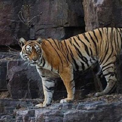 13 kişiyi öldürdü! Her yerde aranıyor