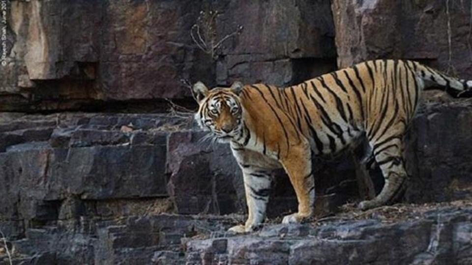 13 kişiyi öldürdü! Her yerde aranıyor