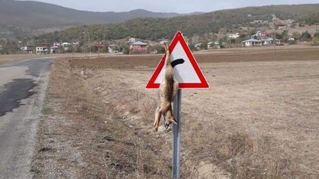 Bu nasıl insanlık! Öldürüp trafik levhasına astılar!