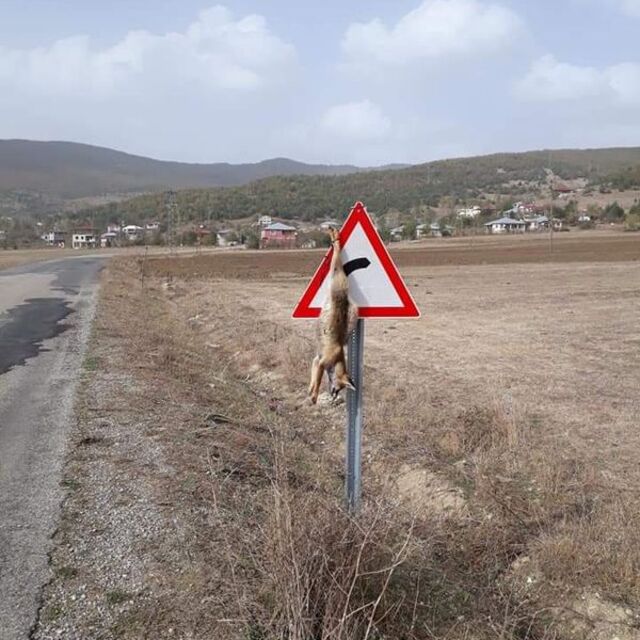 Bu nasıl insanlık! Öldürüp trafik levhasına astılar!