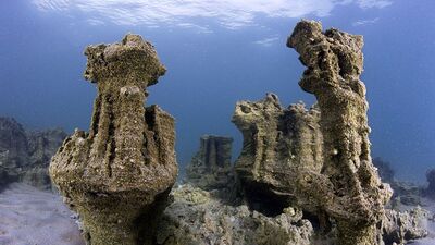 Mehmetçik buldu! İnci kefali dışında ilk kez...