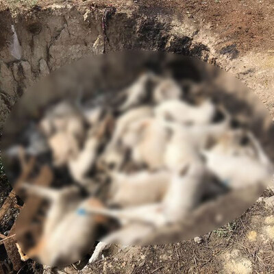 Aç bıraktılar, ölünce de çukura atıp yaktılar