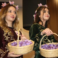 Safran güzeli olmak için yarıştılar