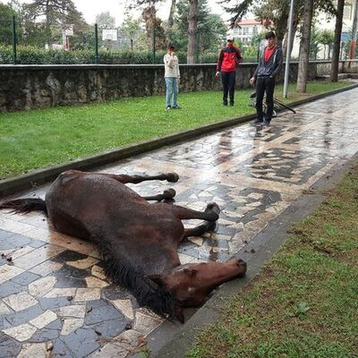 Çocuk parkına terk edildi, çocukların önünde çırpına çırpına can verdi!
