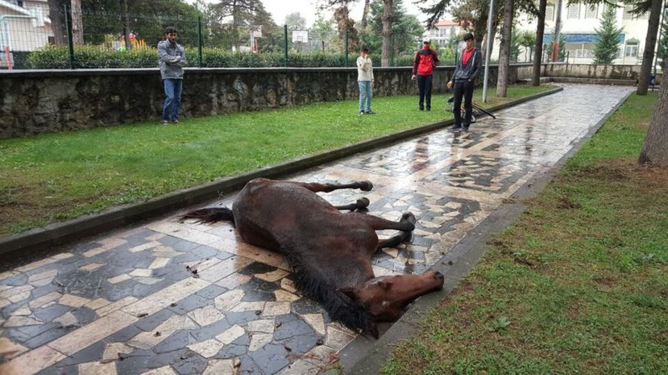 Çocuk parkına terk edildi, çocukların önünde çırpına çırpına can verdi!