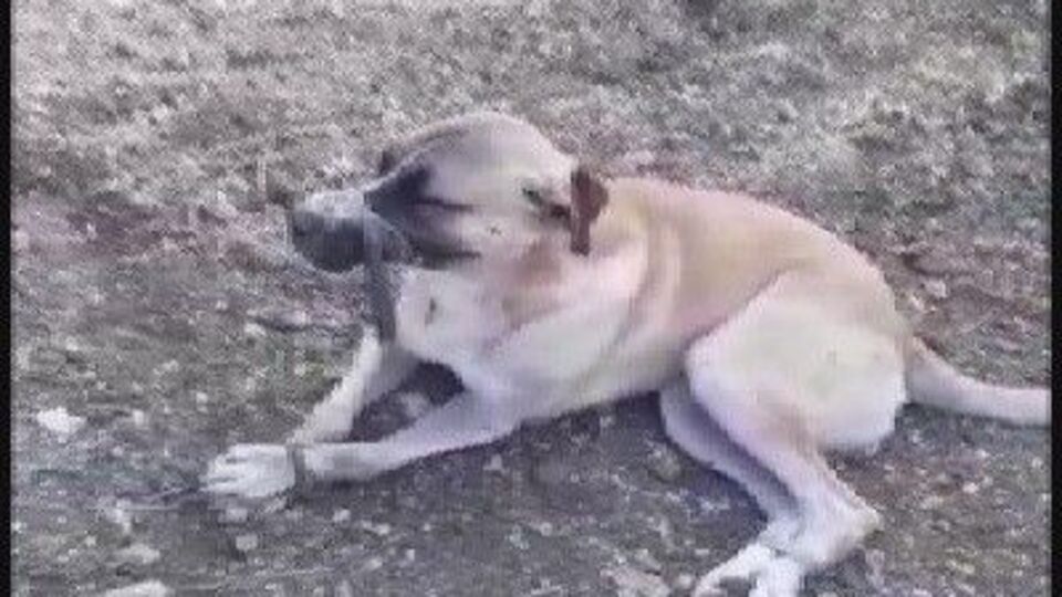 Vicdansızlar böyle ölüme terk etti