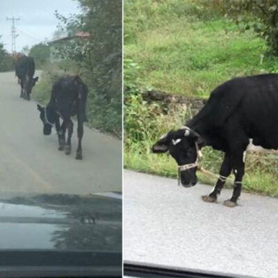 Yakından bakınca inanamadı! İşkence gibi...