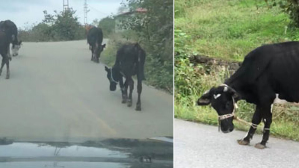 Yakından bakınca inanamadı! İşkence gibi...