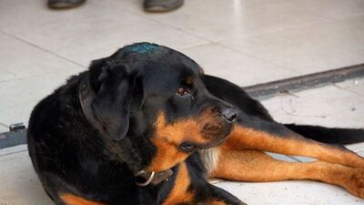 Demir çubukla dakikalarca dövmüştü! İşte aldığı ceza