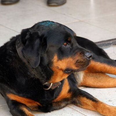 Demir çubukla dakikalarca dövmüştü! İşte aldığı ceza