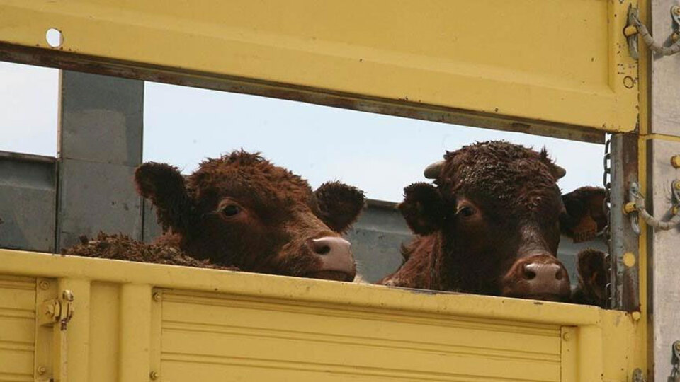 Bakanlık'tan Brezilya'dan getirilen ithal hayvanlarla ilgili flaş açıklama