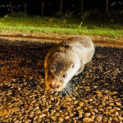 O bölgede ilk kez görüntülendi!