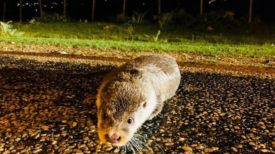 O bölgede ilk kez görüntülendi!