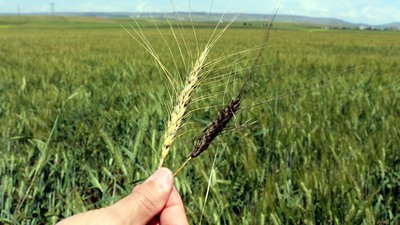 'Buğday üreticilerine düşük faizli kredi...'
