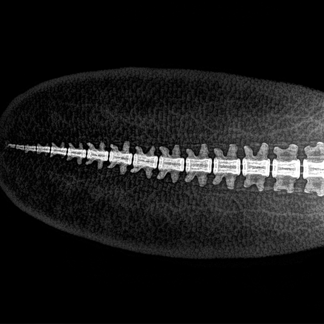 X-Ray görüntüleri ortaya çıkardı! Böyle görünüyorlarmış!