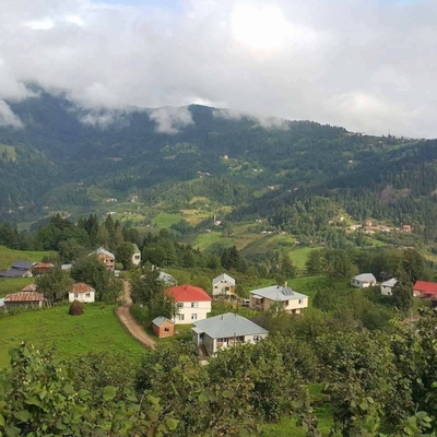 Ayılar iki ineği parçaladı!