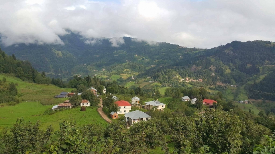 Ayılar iki ineği parçaladı!