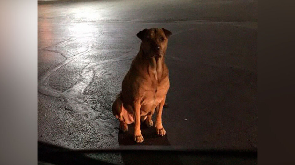 Her gece evden kaçtığını fark etti! Peşine düşünce gözlerine inanamadı