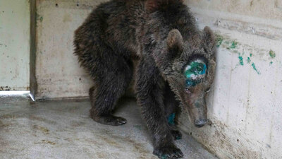 Bakan'dan yürekleri sızlatan olayla ilgili açıklama