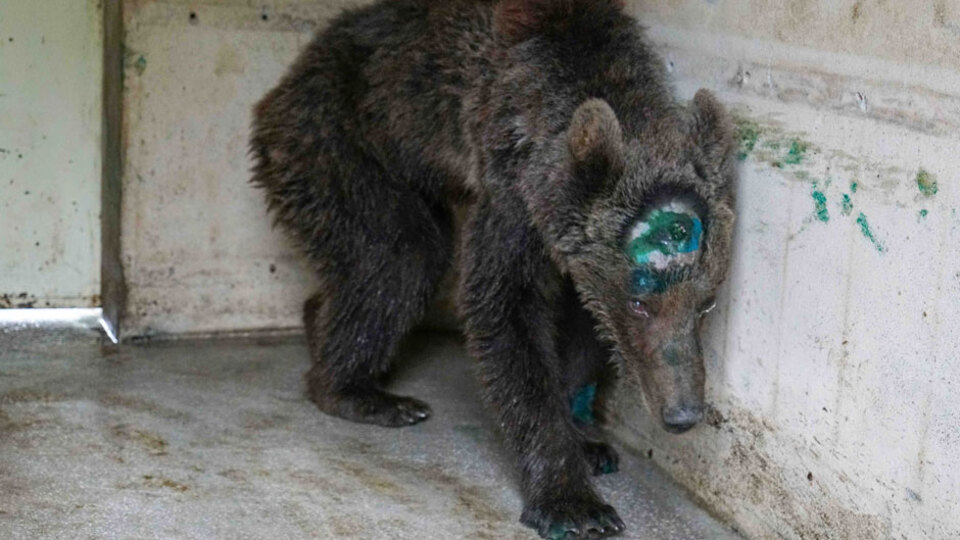 Bakan'dan yürekleri sızlatan olayla ilgili açıklama