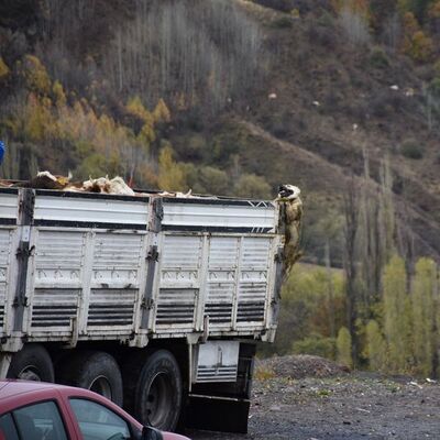 Bu mücadeleyi görenler dehşete düştü!
