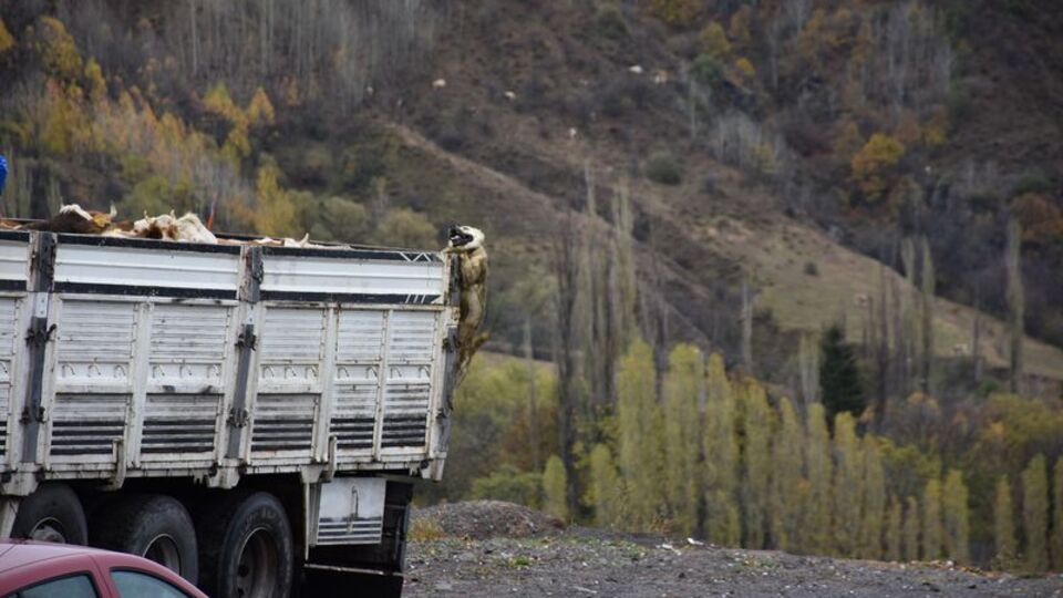 Bu mücadeleyi görenler dehşete düştü!