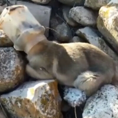 Plastik kapta başı sıkışan köpeği vatandaşlar kurtardı