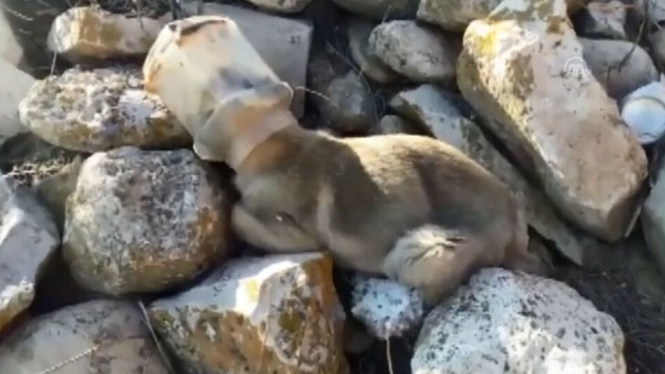 Plastik kapta başı sıkışan köpeği vatandaşlar kurtardı