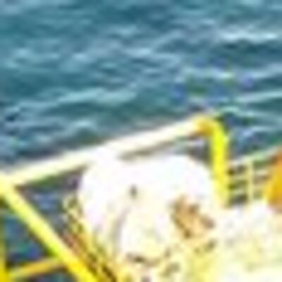 Gözler palamutta! Umutlar hamside...