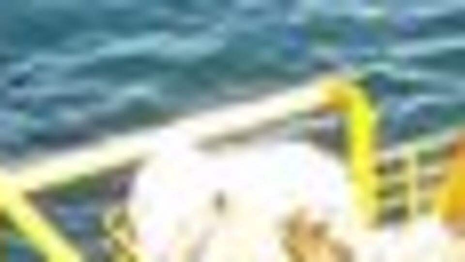 Gözler palamutta! Umutlar hamside...