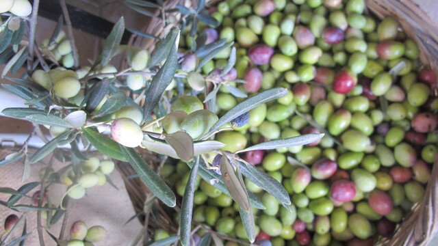 Ayvalık'ta zeytin hasadı coşkusu