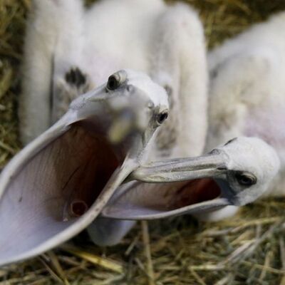 50 yılda hayvanların yüzde 60'ı yok oldu!