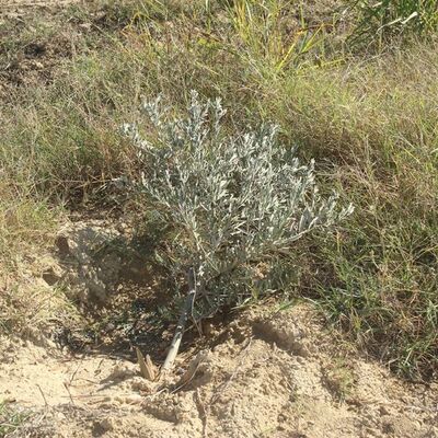Antalya'da inanılmaz kıyım! Gözlerine inanamadı...