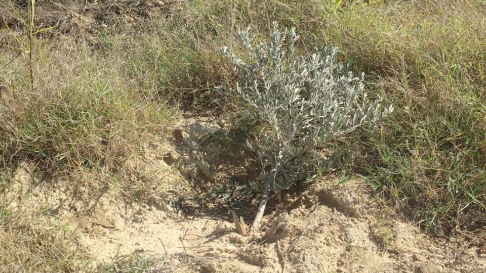 Antalya'da inanılmaz kıyım! Gözlerine inanamadı...