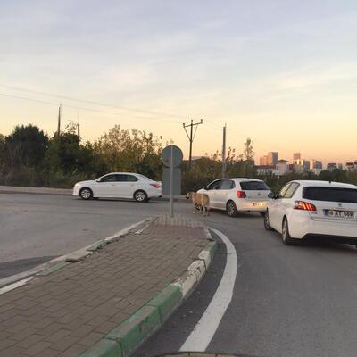 Vicdanları sızlatan görüntü!