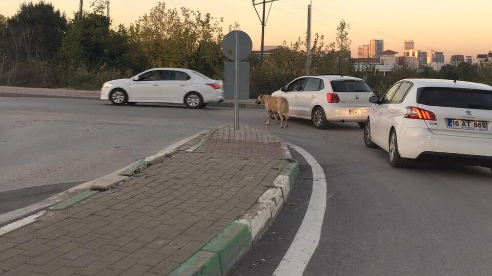 Vicdanları sızlatan görüntü!