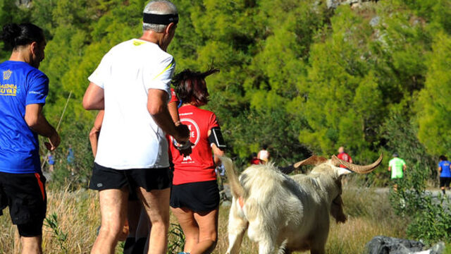 Sporcularla koşan keçi fenomen oldu