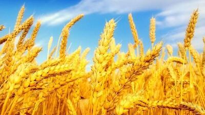 Hadi ipucu sorusu cevabı