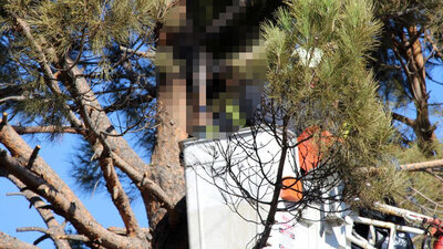 Ağaç tepesinde feci ölüm!