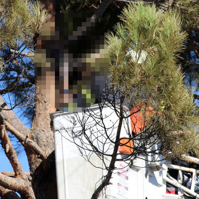 Ağaç tepesinde feci ölüm!