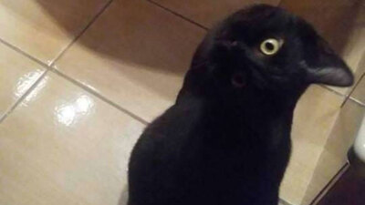 İlk bakışta ne gördünüz?